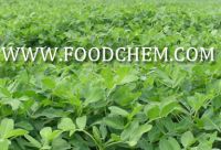 Sell Stevia Extract