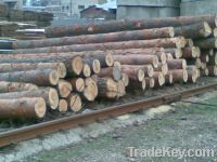 Sell Pine logs, saw logs. round wood