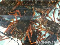 Sell Live Lobsters CIF Shanghai