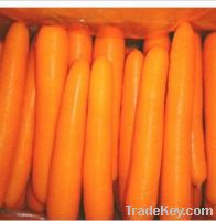 Sell Fresh Carrot