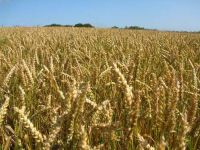 RUSSIAN MILLING WHEAT