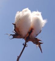 Sell Raw Cotton