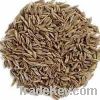 OrganicCumin Seed