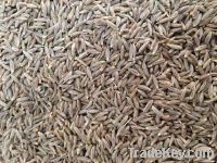 Cumin Seed