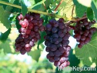 Sell Grape Seed Extract, proanthocyanidins (OPC) 95%