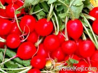 Sell Turnip Red pigment, turnip red color