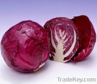 Sell purple cabbage red pigment, red cabbage pigment, red cabbage red