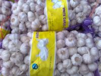 Sell Good Quality Garlic----Xuzhou Qingshan Garlic