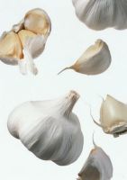 Seller of 2011 pure white garlic