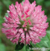 Sell Red Clover Extract P.E