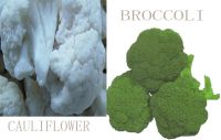 Sell cauliflower and broccoli with fresh and/or frozen (IQF)