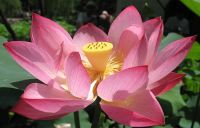 PINK LOTUS