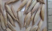 Sell Gigantochloa apus, 10 bamboo seeds
