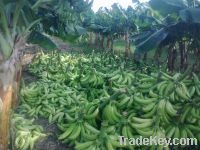 Sell Planatin/Platano