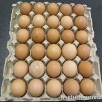 Egg tray, Egg carton, Egg Box