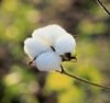 Organic Cotton Fabrics