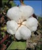 Organic Cotton Yarns