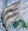 frozen shrimp( black tiger, vanamei)