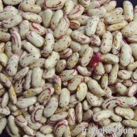 Sell  2011 crop long shape light speckled kidney beans