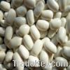 Sell new crop medium white kidney beans, square shape