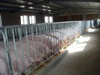 Sell  piglet creat  livestock breeding equipment