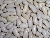 Sell white kidney beans(middle type)