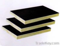 Sell high quality film faced plywood for construction