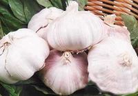 Sell fresh chinese garlic