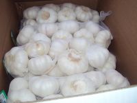 China normal white garlic