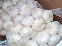 2011 China pure white garlic