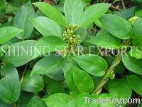 gymnema sylvestre