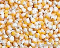  Maize | Maize Exporter | Corn Grain Seller | Maize Buyer | Bulk Maize Grain Importer | Corn bean Buyer | Corn bean Wholesaler | Corn Grain Manufacturer | Best Quality Corn Grain | Cheap Maize Supplier | Low Price Corn | Yellow Corn | White Cron | Baby Ma