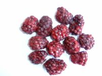 Sell Freeze dried blackberry whole