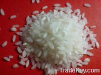 Sona Mansuri Steam Rice