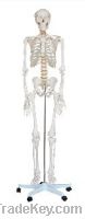 Sell Life-Size Skeleton 180cm Tall