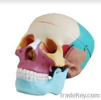 Sell Life-Size Skull with Colored Bones