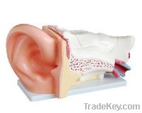 Sell New Style Giant Ear Model
