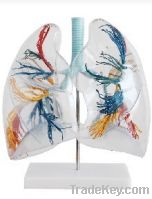 Sell Model of the Transparent Lung Segment