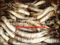 COW HORNS Natural White Color in Lagos Nigeria, available for immediate shipment.