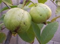 Sell Guava Fruits