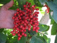 Sell Schisandra Extract