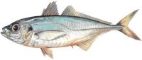Horse Mackerel Fish