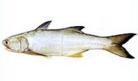 Indian Salmon Fish