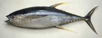 Yellow fin Tuna Fish