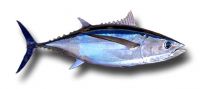 Albacore Fish