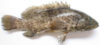 Malabar Grouper Fish