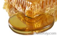 Natural bee Honey