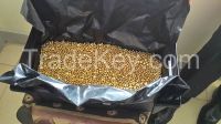 Gold Nuggets ready for export