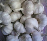Sell Wholesale - garlic