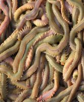 polychaete, lugworm, rigworm, sandworm, seaworm